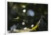 Leaves of an alder in summer-Nadja Jacke-Framed Photographic Print