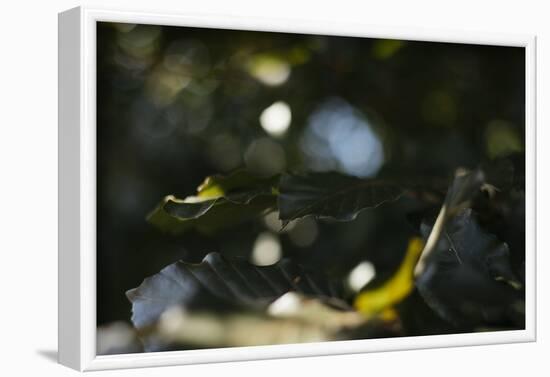 Leaves of an alder in summer-Nadja Jacke-Framed Photographic Print