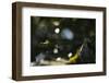 Leaves of an alder in summer-Nadja Jacke-Framed Photographic Print