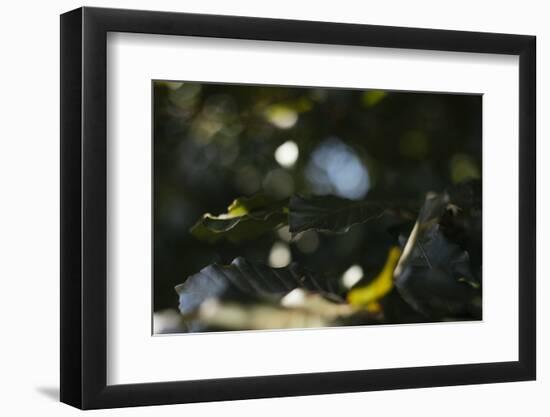 Leaves of an alder in summer-Nadja Jacke-Framed Photographic Print