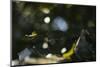 Leaves of an alder in summer-Nadja Jacke-Mounted Photographic Print