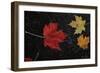 Leaves of Color-5fishcreative-Framed Giclee Print