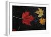 Leaves of Color-5fishcreative-Framed Giclee Print