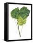 Leaves of Common Aspen Populus Tremula-null-Framed Stretched Canvas