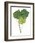 Leaves of Common Aspen Populus Tremula-null-Framed Giclee Print