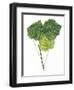 Leaves of Common Aspen Populus Tremula-null-Framed Giclee Print