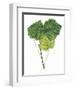 Leaves of Common Aspen Populus Tremula-null-Framed Giclee Print