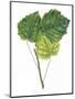 Leaves of Common Aspen Populus Tremula-null-Mounted Giclee Print