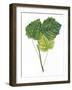 Leaves of Common Aspen Populus Tremula-null-Framed Giclee Print