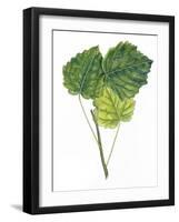 Leaves of Common Aspen Populus Tremula-null-Framed Giclee Print