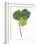 Leaves of Common Aspen Populus Tremula-null-Framed Giclee Print