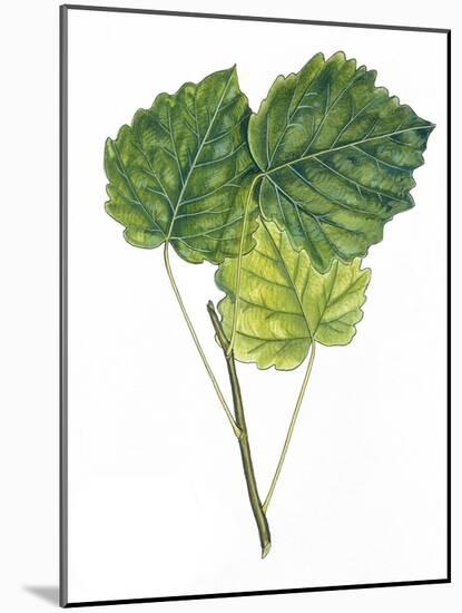 Leaves of Common Aspen Populus Tremula-null-Mounted Giclee Print