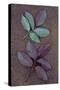 Leaves of Fresh Spring Rose or Rosa with Green and Violet Markings Lying Face Down-Den Reader-Stretched Canvas