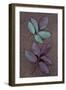 Leaves of Fresh Spring Rose or Rosa with Green and Violet Markings Lying Face Down-Den Reader-Framed Photographic Print