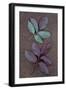 Leaves of Fresh Spring Rose or Rosa with Green and Violet Markings Lying Face Down-Den Reader-Framed Photographic Print