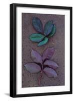 Leaves of Fresh Spring Rose or Rosa with Green and Violet Markings Lying Face Up and Face Down-Den Reader-Framed Photographic Print