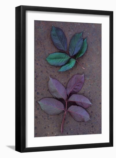 Leaves of Fresh Spring Rose or Rosa with Green and Violet Markings Lying Face Up and Face Down-Den Reader-Framed Photographic Print