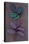 Leaves of Fresh Spring Rose or Rosa with Green and Violet Markings Lying Face Up and Face Down-Den Reader-Stretched Canvas