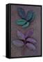 Leaves of Fresh Spring Rose or Rosa with Green and Violet Markings Lying Face Up and Face Down-Den Reader-Framed Stretched Canvas