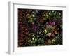 Leaves of Glass-Mindy Sommers-Framed Giclee Print