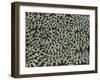 Leaves of Green 1-Karla Gerard-Framed Giclee Print