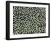 Leaves of Green 1-Karla Gerard-Framed Giclee Print