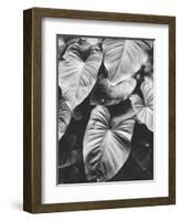 Leaves of Grey-Design Fabrikken-Framed Photographic Print