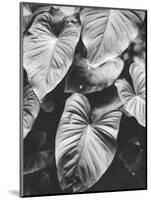 Leaves of Grey-Design Fabrikken-Mounted Photographic Print