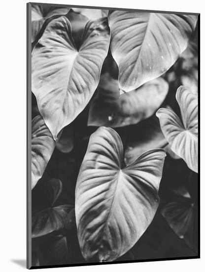 Leaves of Grey-Design Fabrikken-Mounted Photographic Print