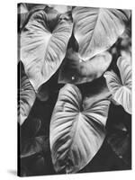 Leaves of Grey-Design Fabrikken-Stretched Canvas