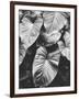 Leaves of Grey-Design Fabrikken-Framed Photographic Print