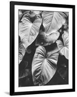 Leaves of Grey-Design Fabrikken-Framed Photographic Print