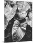 Leaves of Grey-Design Fabrikken-Mounted Photographic Print