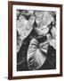 Leaves of Grey-Design Fabrikken-Framed Photographic Print