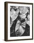 Leaves of Grey-Design Fabrikken-Framed Photographic Print