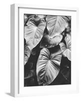 Leaves of Grey-Design Fabrikken-Framed Photographic Print