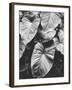 Leaves of Grey-Design Fabrikken-Framed Premium Photographic Print