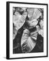 Leaves of Grey-Design Fabrikken-Framed Premium Photographic Print