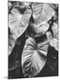 Leaves of Grey-Design Fabrikken-Mounted Premium Photographic Print