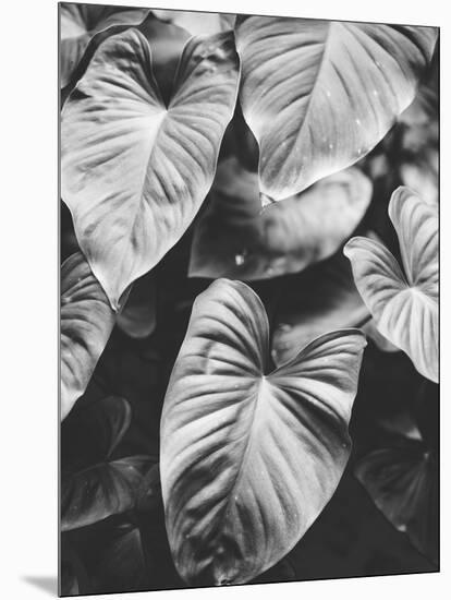 Leaves of Grey-Design Fabrikken-Mounted Photographic Print