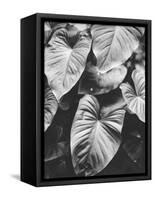 Leaves of Grey-Design Fabrikken-Framed Stretched Canvas