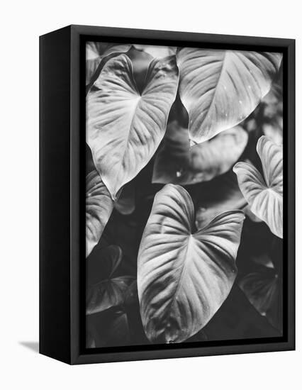 Leaves of Grey-Design Fabrikken-Framed Stretched Canvas