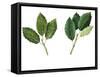Leaves of Holm Oak Quercus Ilex and Cork Oak Quercus Suber-null-Framed Stretched Canvas