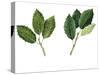 Leaves of Holm Oak Quercus Ilex and Cork Oak Quercus Suber-null-Stretched Canvas