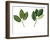 Leaves of Holm Oak Quercus Ilex and Cork Oak Quercus Suber-null-Framed Giclee Print