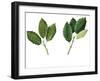 Leaves of Holm Oak Quercus Ilex and Cork Oak Quercus Suber-null-Framed Giclee Print