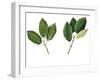 Leaves of Holm Oak Quercus Ilex and Cork Oak Quercus Suber-null-Framed Giclee Print