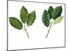 Leaves of Holm Oak Quercus Ilex and Cork Oak Quercus Suber-null-Mounted Giclee Print