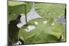 Leaves of Lotus Flowers with Water Droplets, Fascinating Water Plants in the Garden Pond-Petra Daisenberger-Mounted Photographic Print