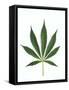 Leaves of Marijuana Plant, Cannabis-David Nunuk-Framed Stretched Canvas